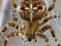 Araignée épeire Araignée épeire