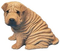 Shar Pei Shar Pei