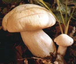 ENTOLOME