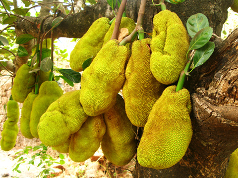JAQUE