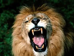 Lion qui rugit RUGIT