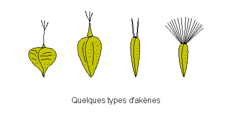 Quelques types d'akènes Quelques types d'akènes