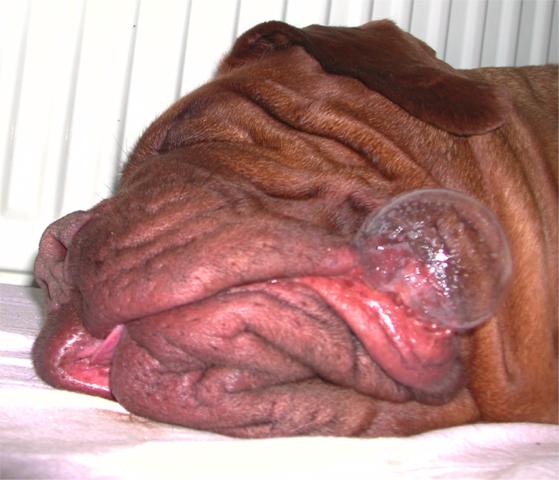 Chien qui bave Chien qui bave