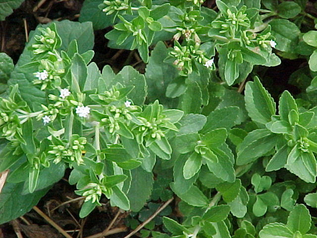 Stevia Stevia