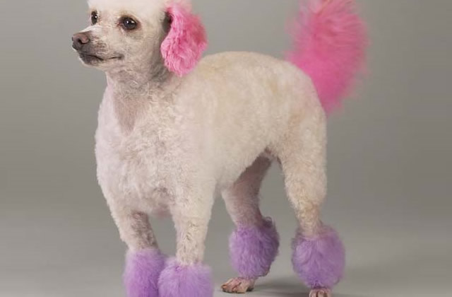 Caniche teint Caniche teint