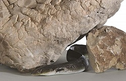 Anguille sous roche