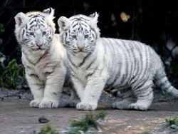 Bébés tigres blancs
