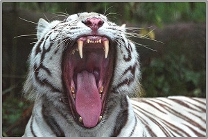 Tigre blanc feulant