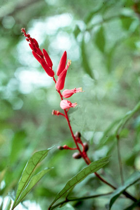 Quassia Quassia