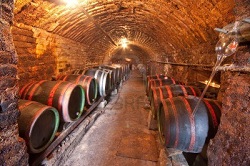 Tonneaux de vin dans une cave