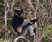 Indri Indri