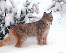 Lynx