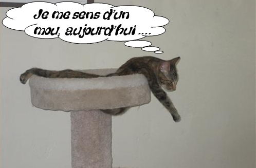 Chat qui pense : Je me sens d'un mou, aujourd'hui ...