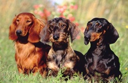 Trois teckels Trois teckels