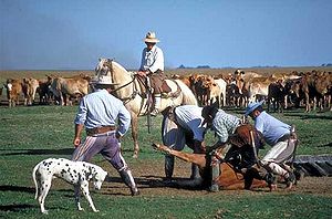 Gaucho Gaucho