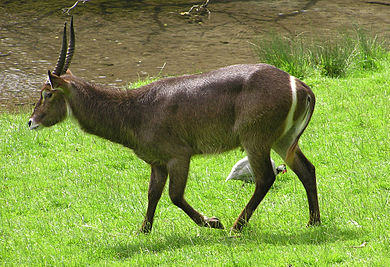Waterbuck Waterbuck