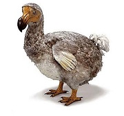 Dodo Dodo