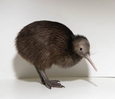 Kiwi (oiseau)