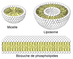 Micelle, Liposome et Bicouche de phospholipides