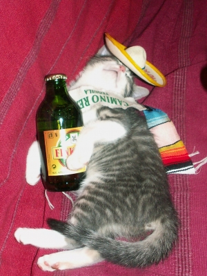 Chat endormi sur un canapé avec une canette de bière