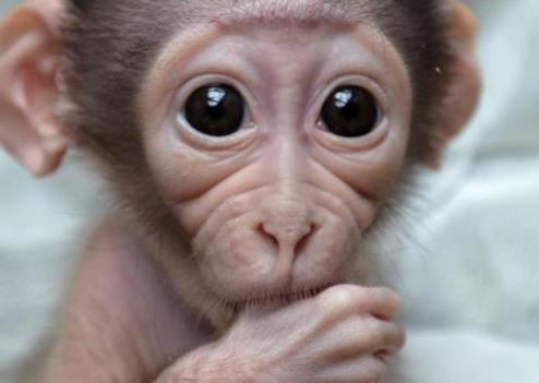 Singe Singe