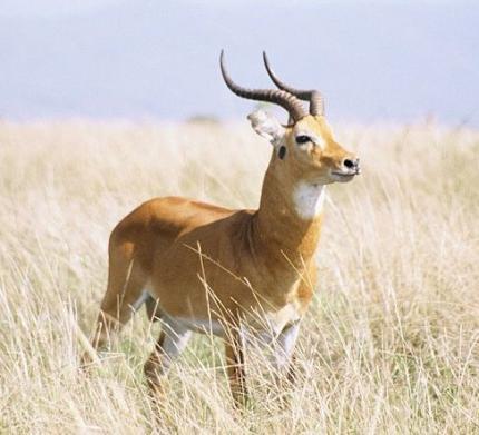 Con (antilope)