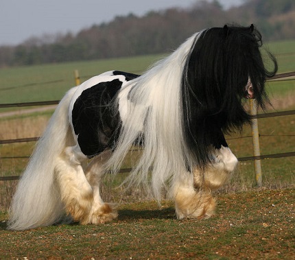 Cob (cheval) Cob (cheval)