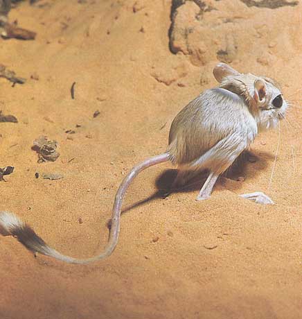 Gerboise Gerboise