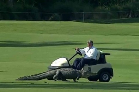 Alligator sur un green de golf