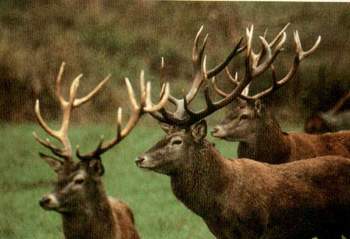 Cerfs Cerfs
