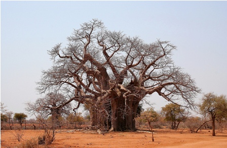 Iroko Iroko