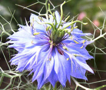 Nigelle de Damas Nigelle de Damas