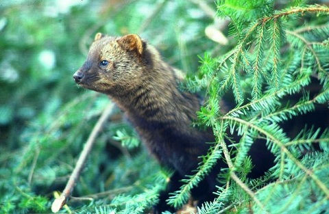 Pékan Pékan