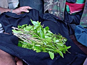Feuilles de qat Feuilles de qat
