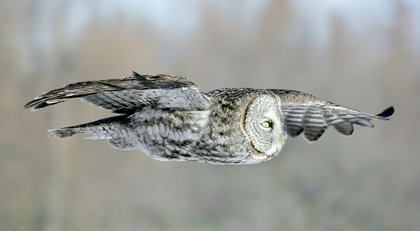 Strix Strix
