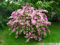 Weigelia Weigelia