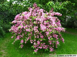 Weigelia