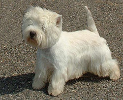 Westies Westies