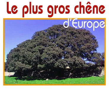 Le plus gros chêne d'Europe