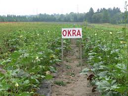 Plantation d'okra