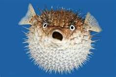 Fugu Fugu