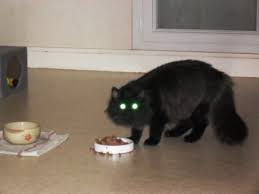 Chat fusillant du regard Chat fusillant du regard