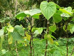 Kava Kava
