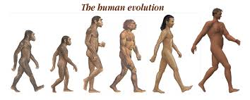 The Human Evolution
