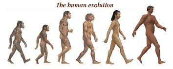 The Human Evolution The Human Evolution