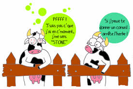 Blague vaches