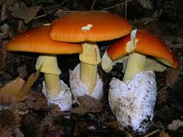 Oronges Oronges