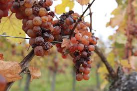 Grappes de raisin sur une vigne