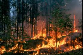 Feu de forêt Feu de forêt