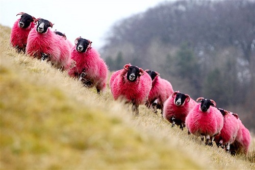 Troupeau de moutons roses